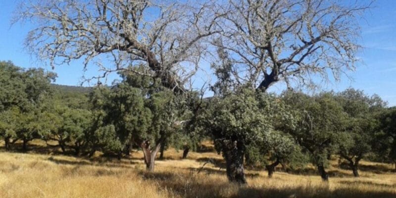 La seca de la encina, un problema para nuestras encinas - El Dehesafío